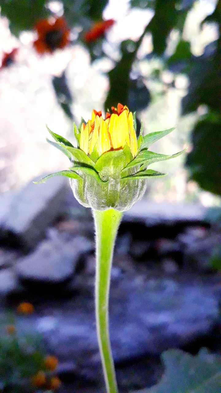 Growing Flower