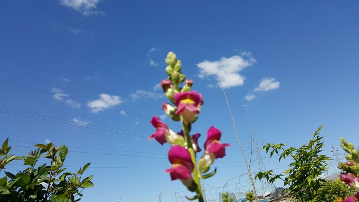 flower_sky