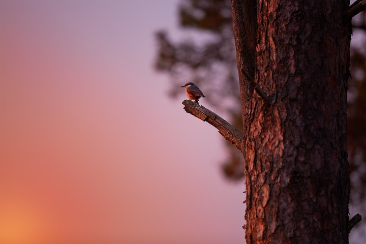 Bird
