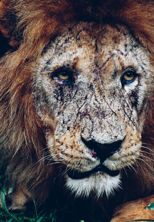 Long live the king