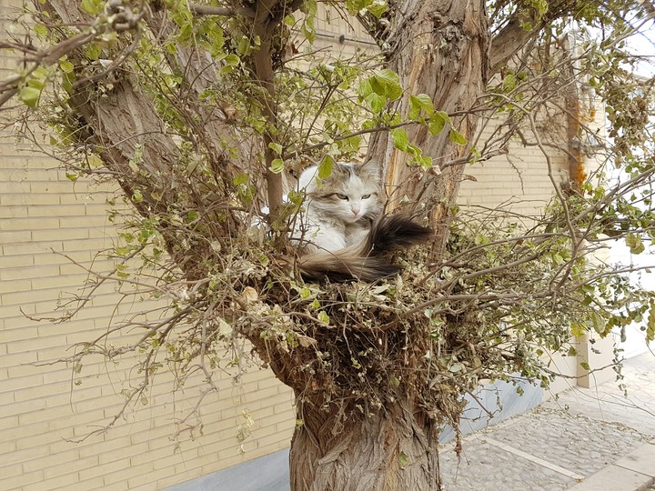 a Creative Cat!
