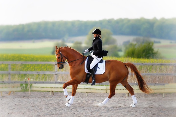 Reitsport