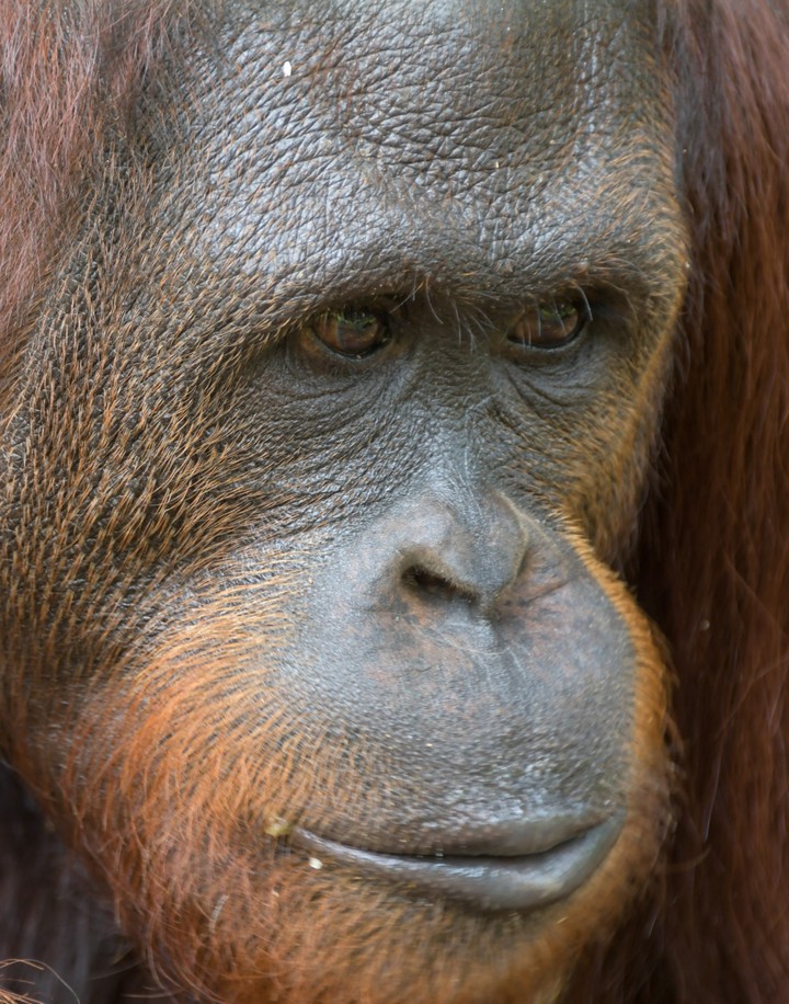 orang utan