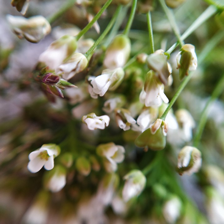 Wildflowers Полевые цветы
