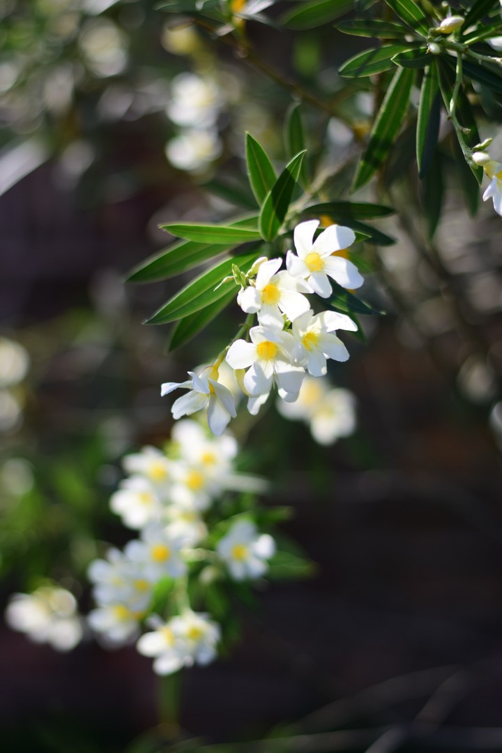 flower