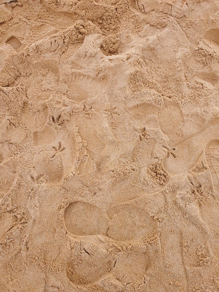 seagull's footprints