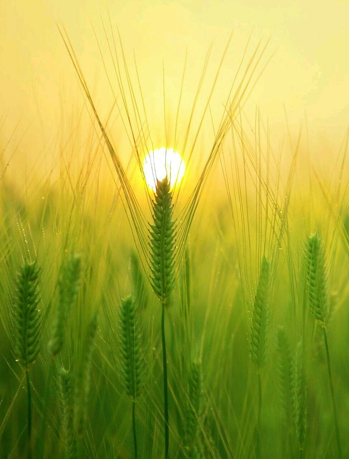 nature