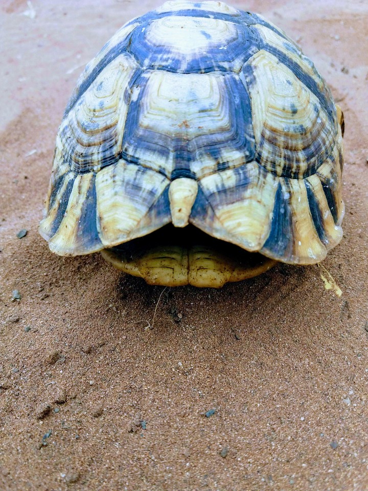 tort