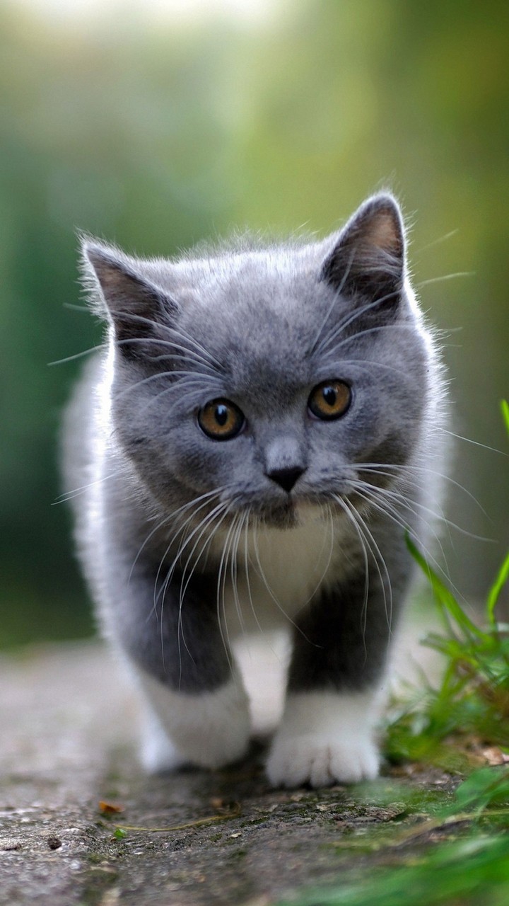 котик