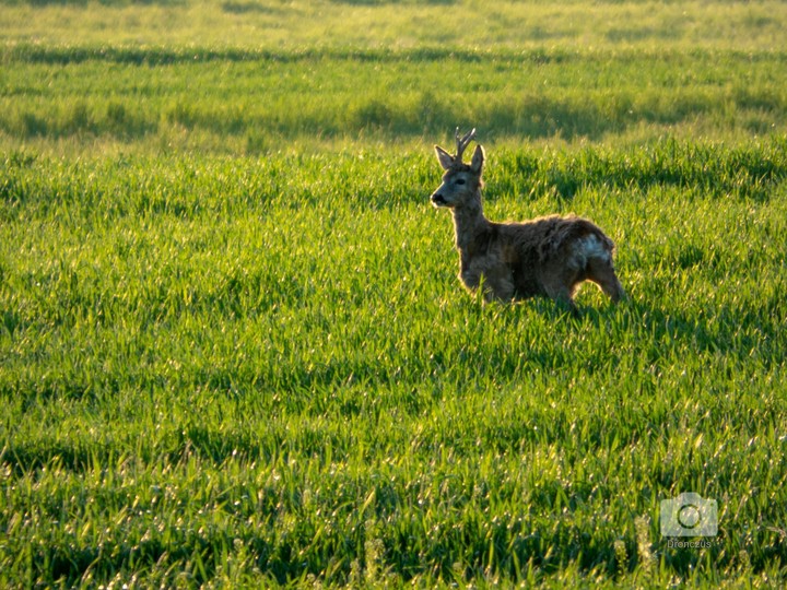 Some Deer
