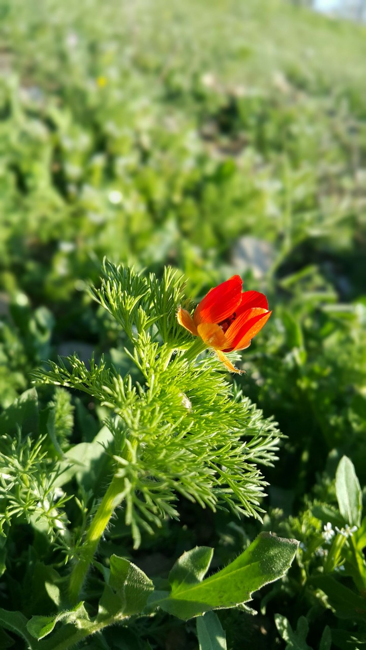 Red flower