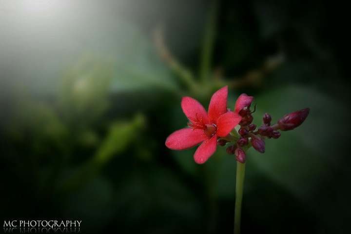 Red Flower