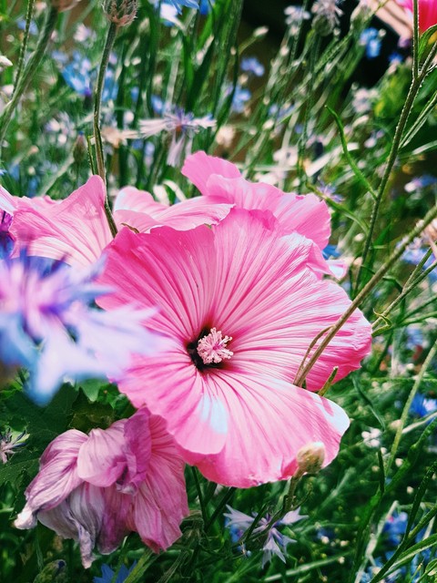 flower power together