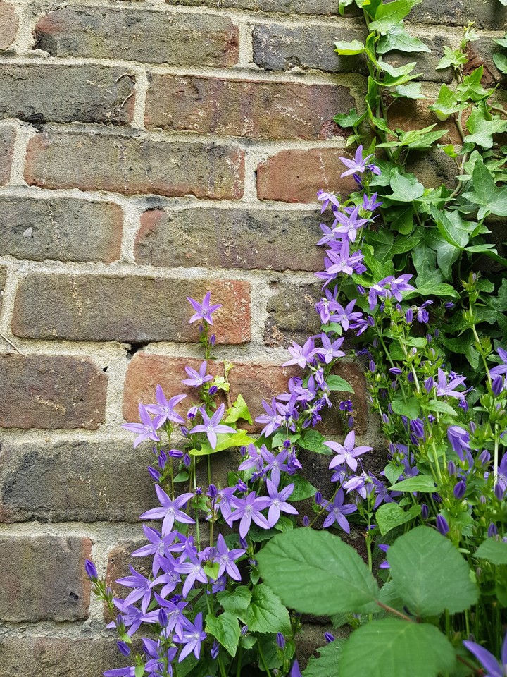 Purple flowers on bricks