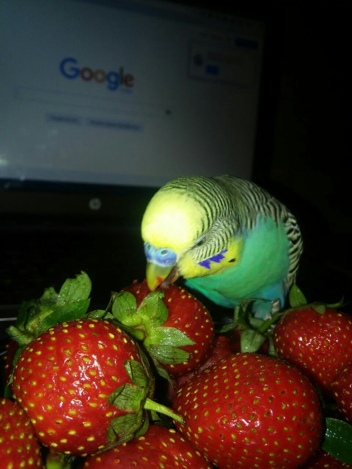 Bird