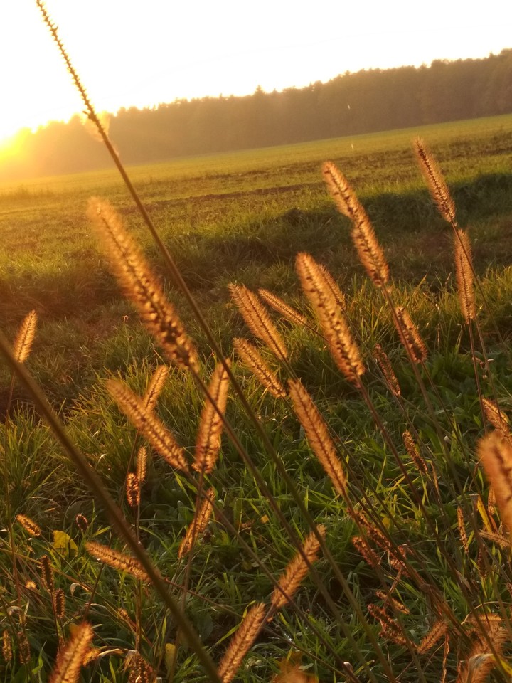 Sunshine