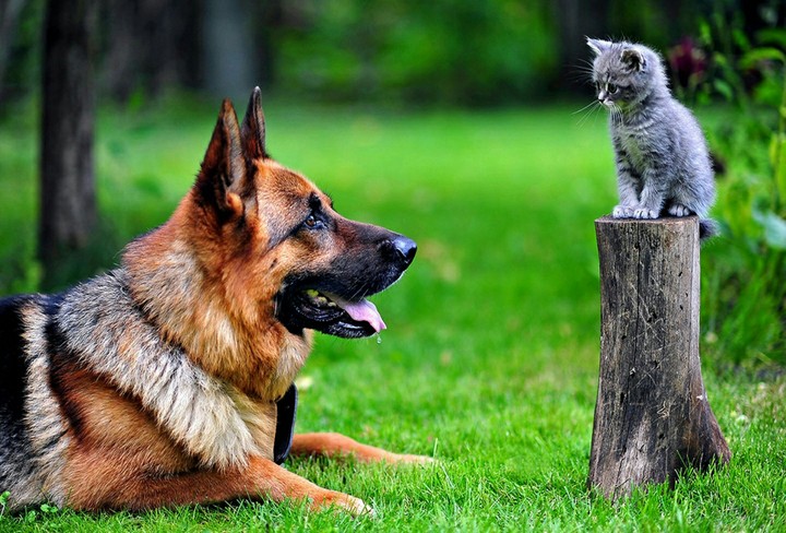 DOG ! CAT