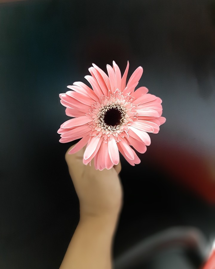Pink flower