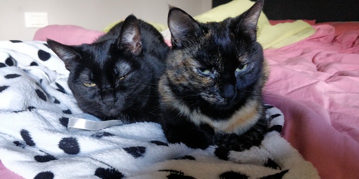 gatti