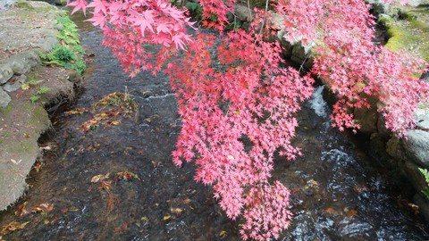 川面に映える紅葉 red leaves on the river