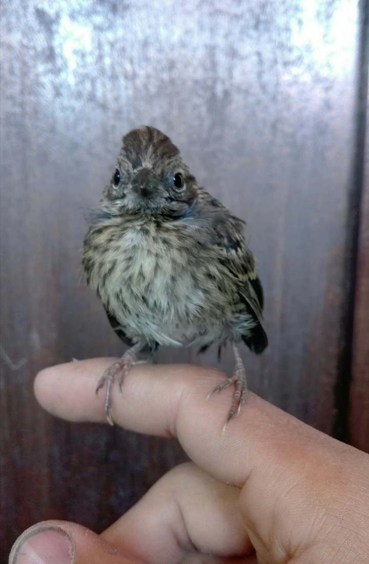 Bird