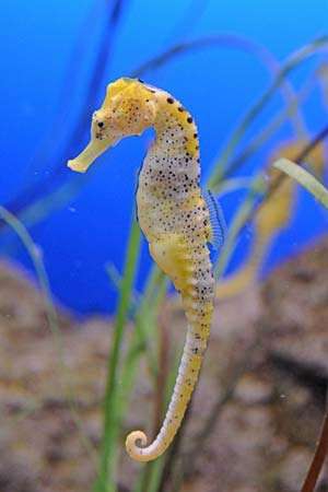 Seahorse
