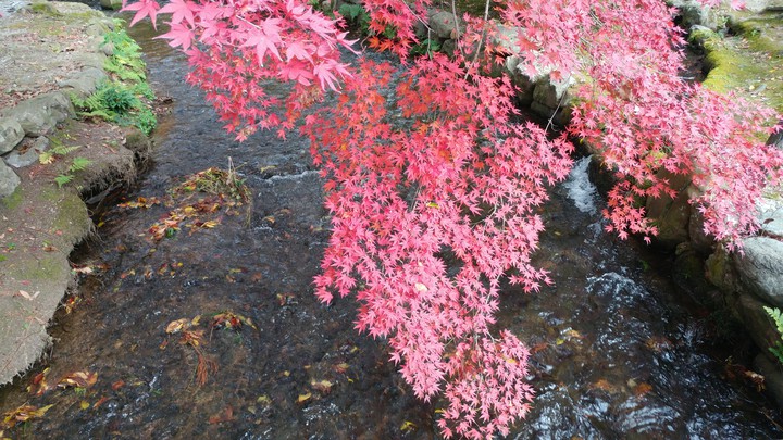 川面に映える紅葉 red leaves on the river