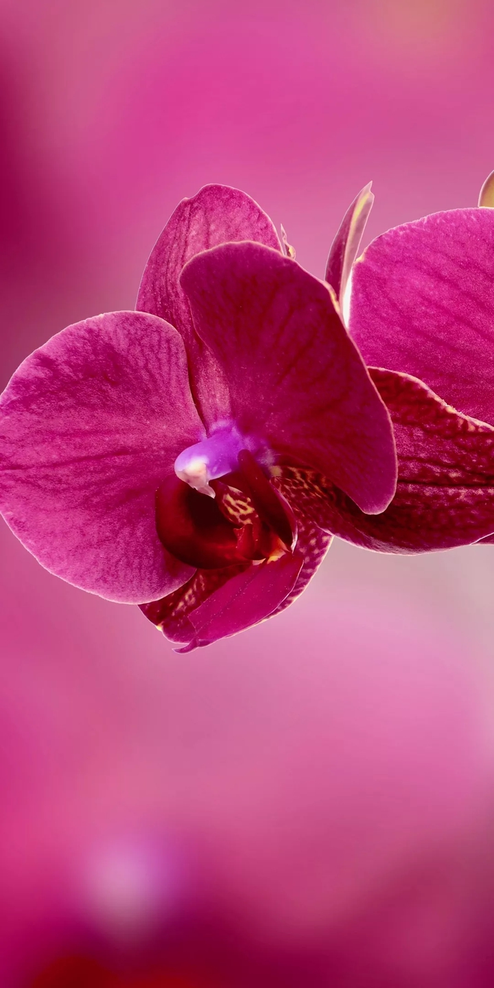 beautiful flowers