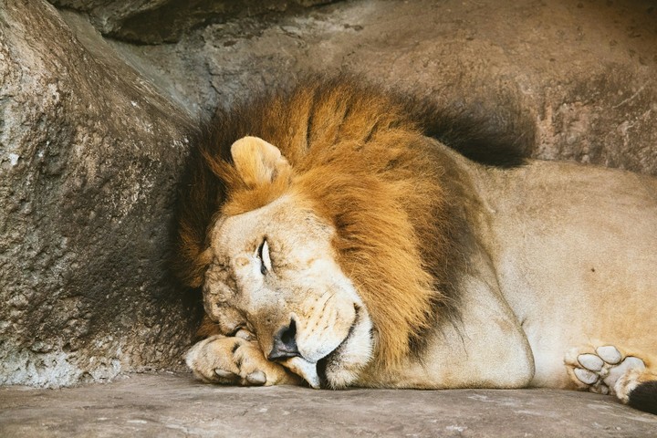 Sleeping lion