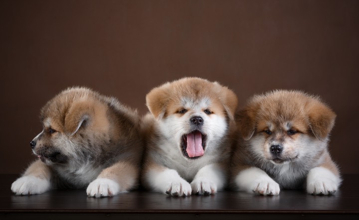 Cute Puppies