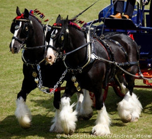 Horses
