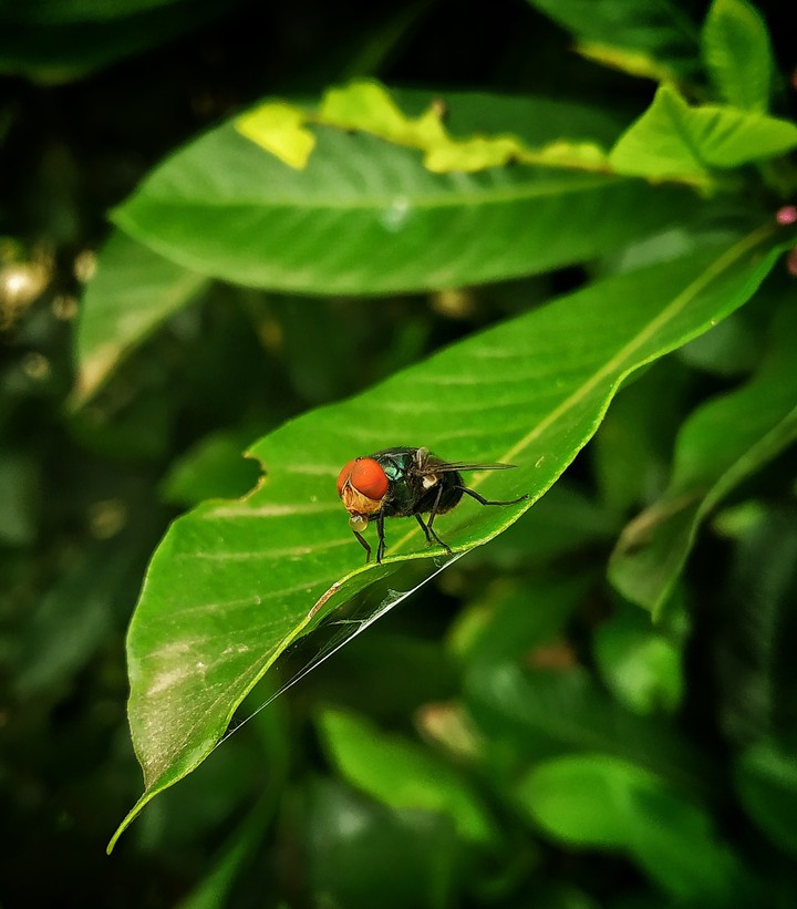 housefly