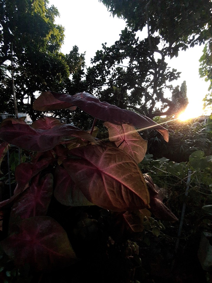 nature