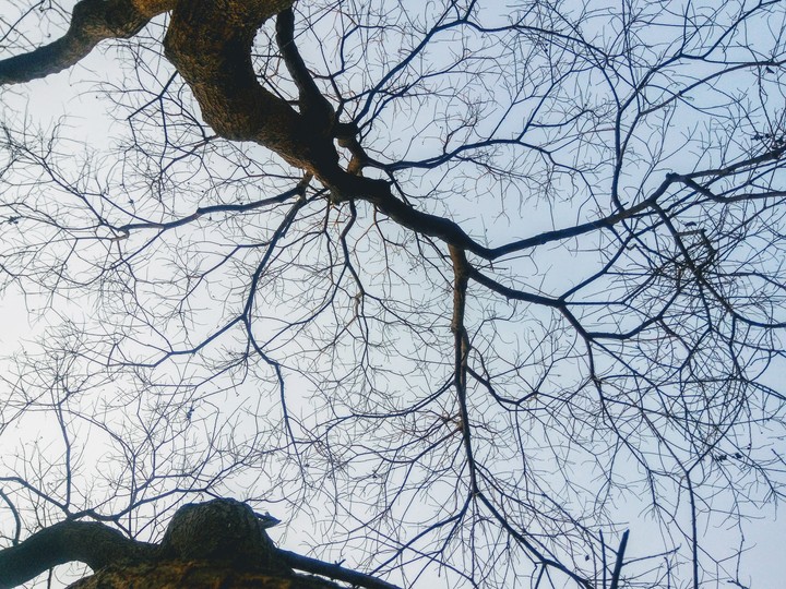 Totally bald tree