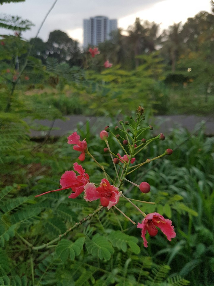 Red Beauty :)