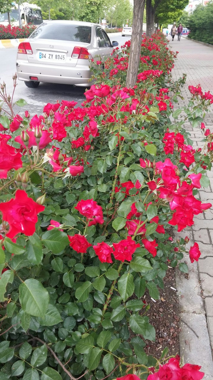flower pink