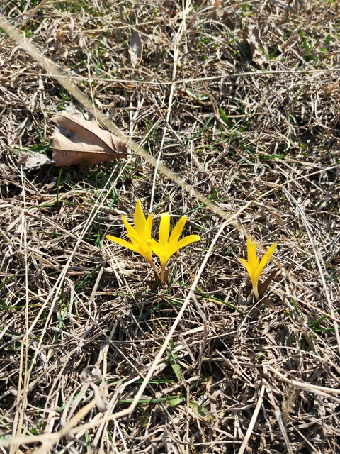 不知名的花