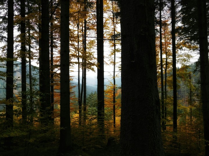 Meanwhile in forest