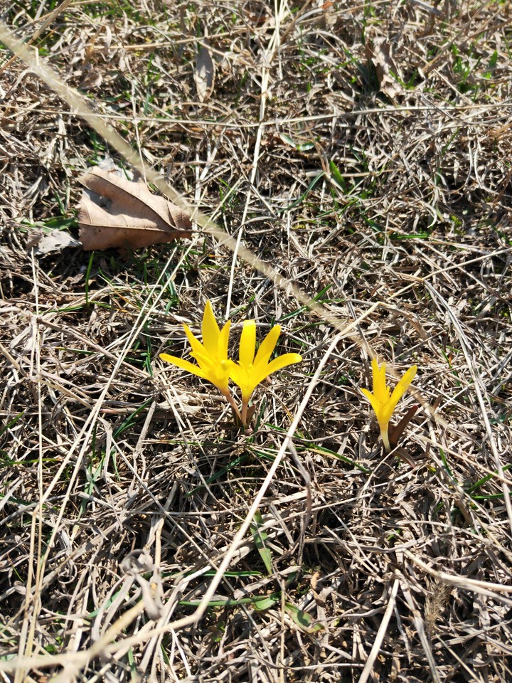 不知名的花