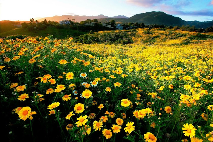 Nature