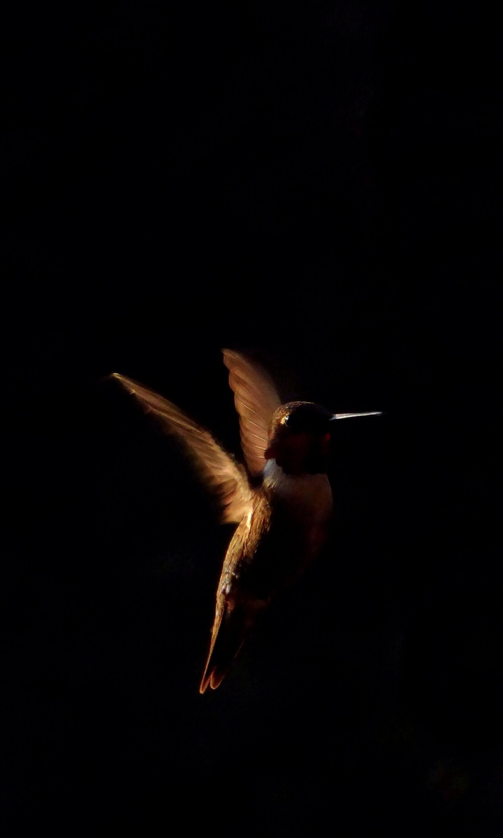 Birr