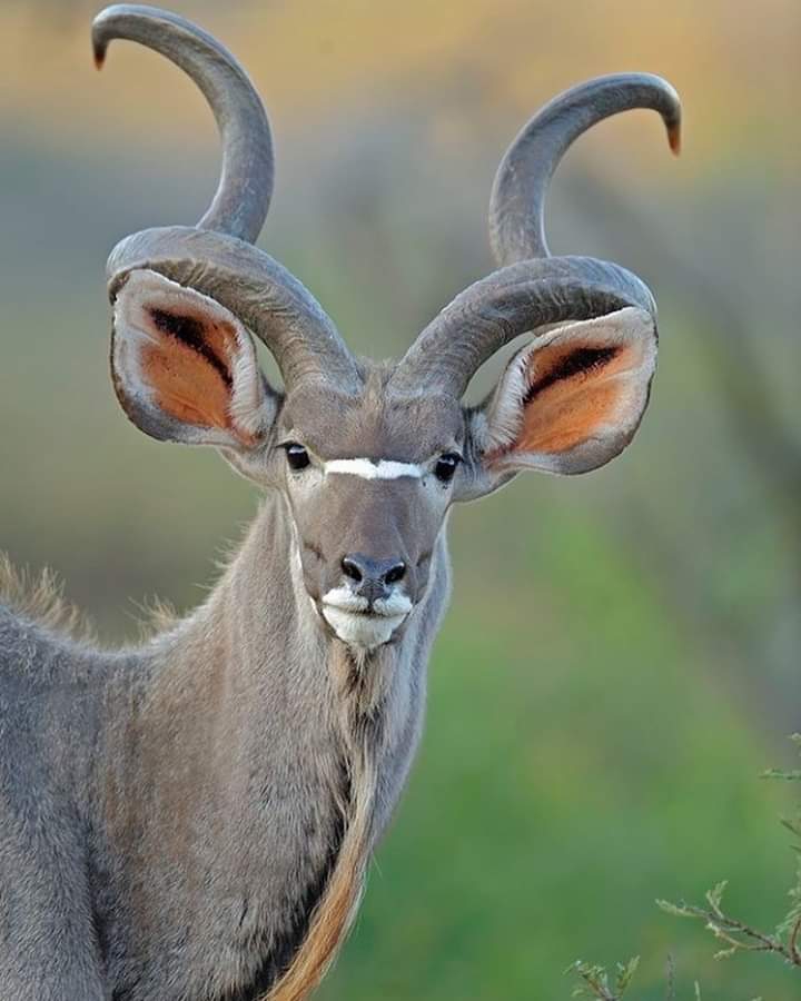 kudu bull