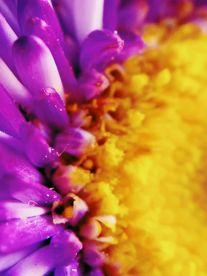 violet flower