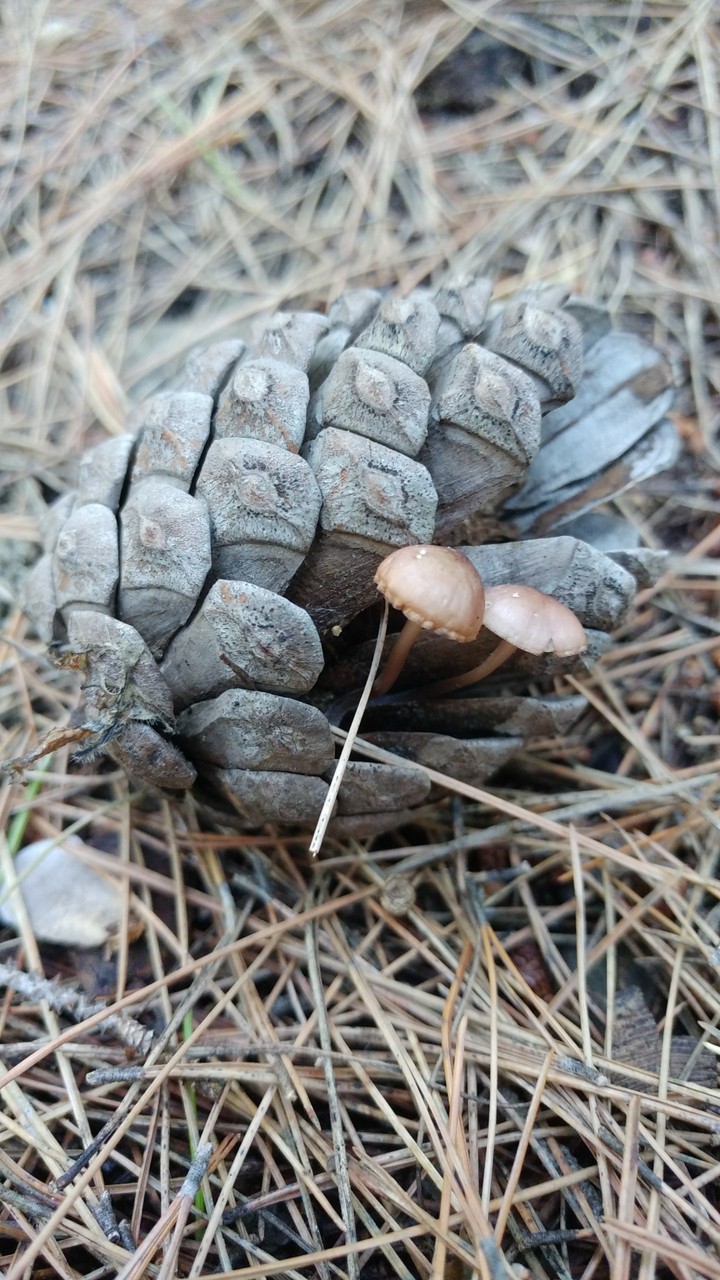 Bosco
