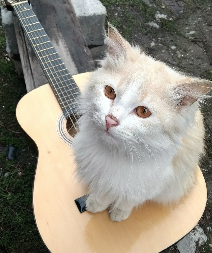 котяра)