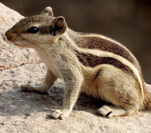 tapety wildlife, Squirrel