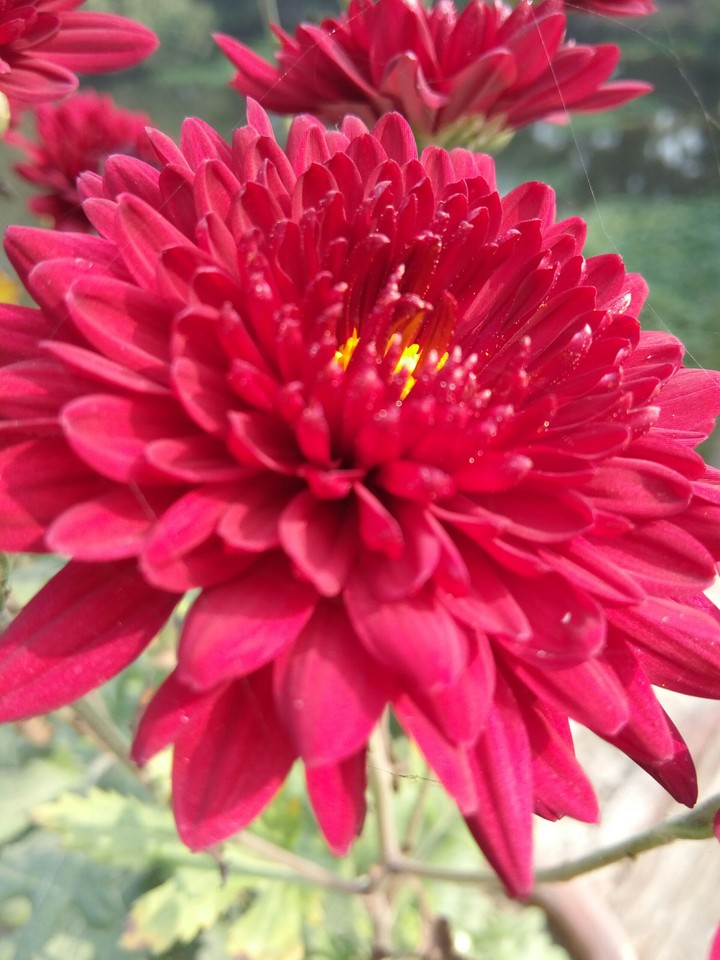 red flowers