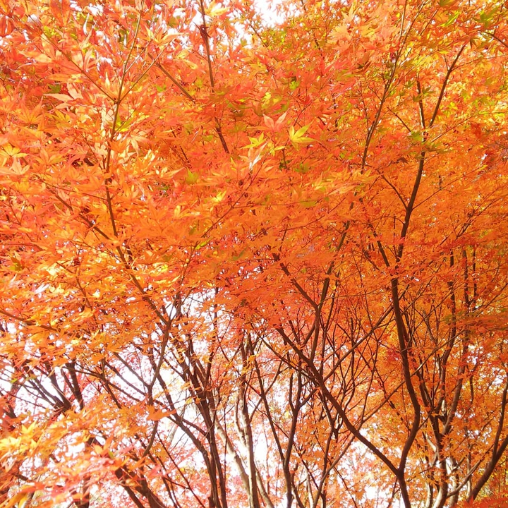 紅葉 オレンジ色に色づく
