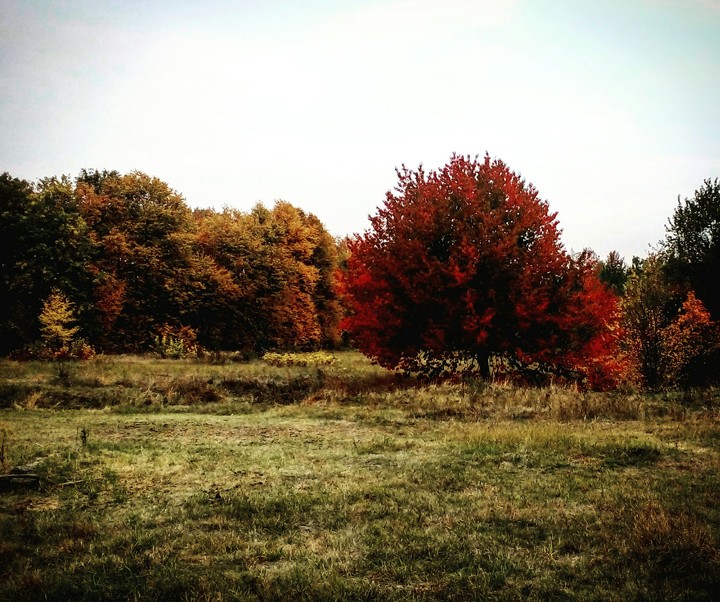 autumn