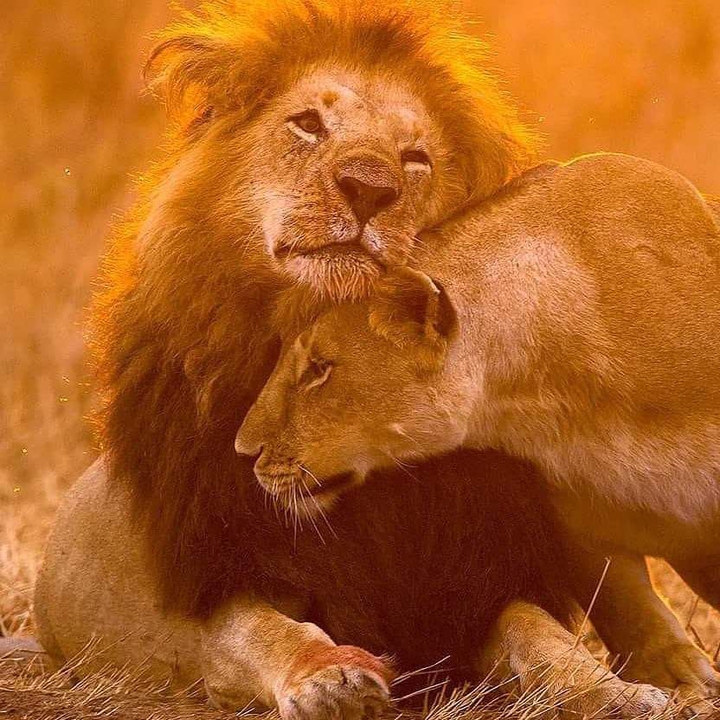 love